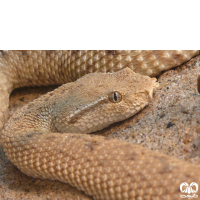 گونه کک مار Leaf- nosed Viper